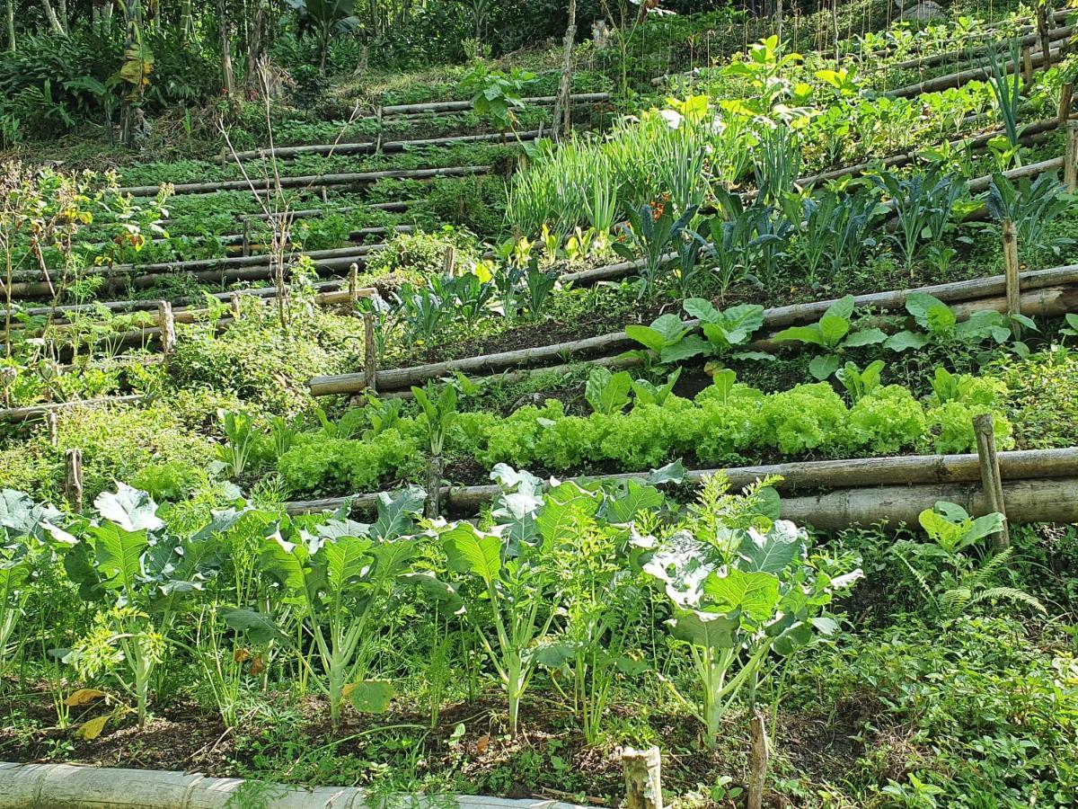 Ecofinca Fuente Alegre Cocorna Luaran gambar